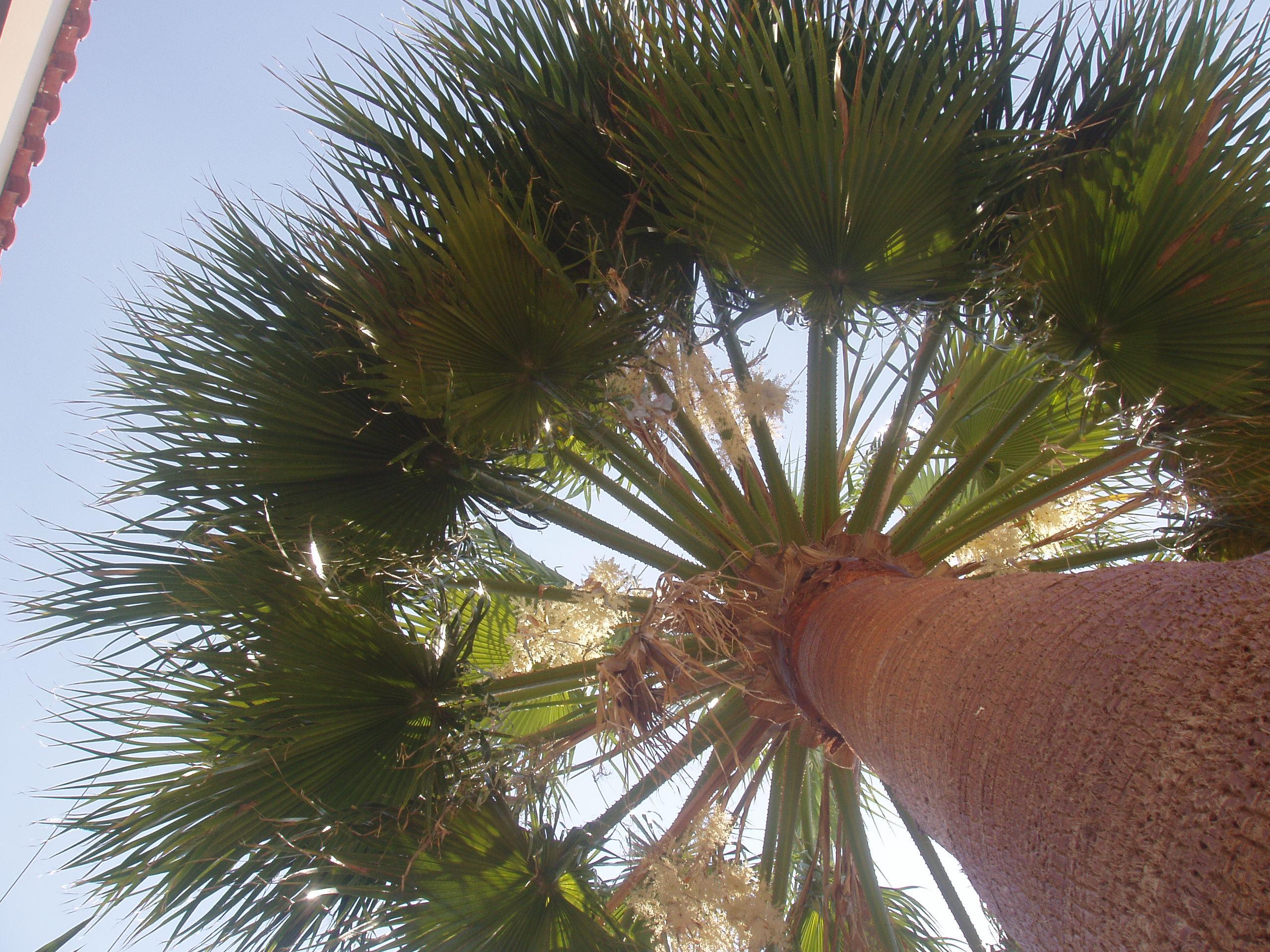 Paradise Aparthotel 3*